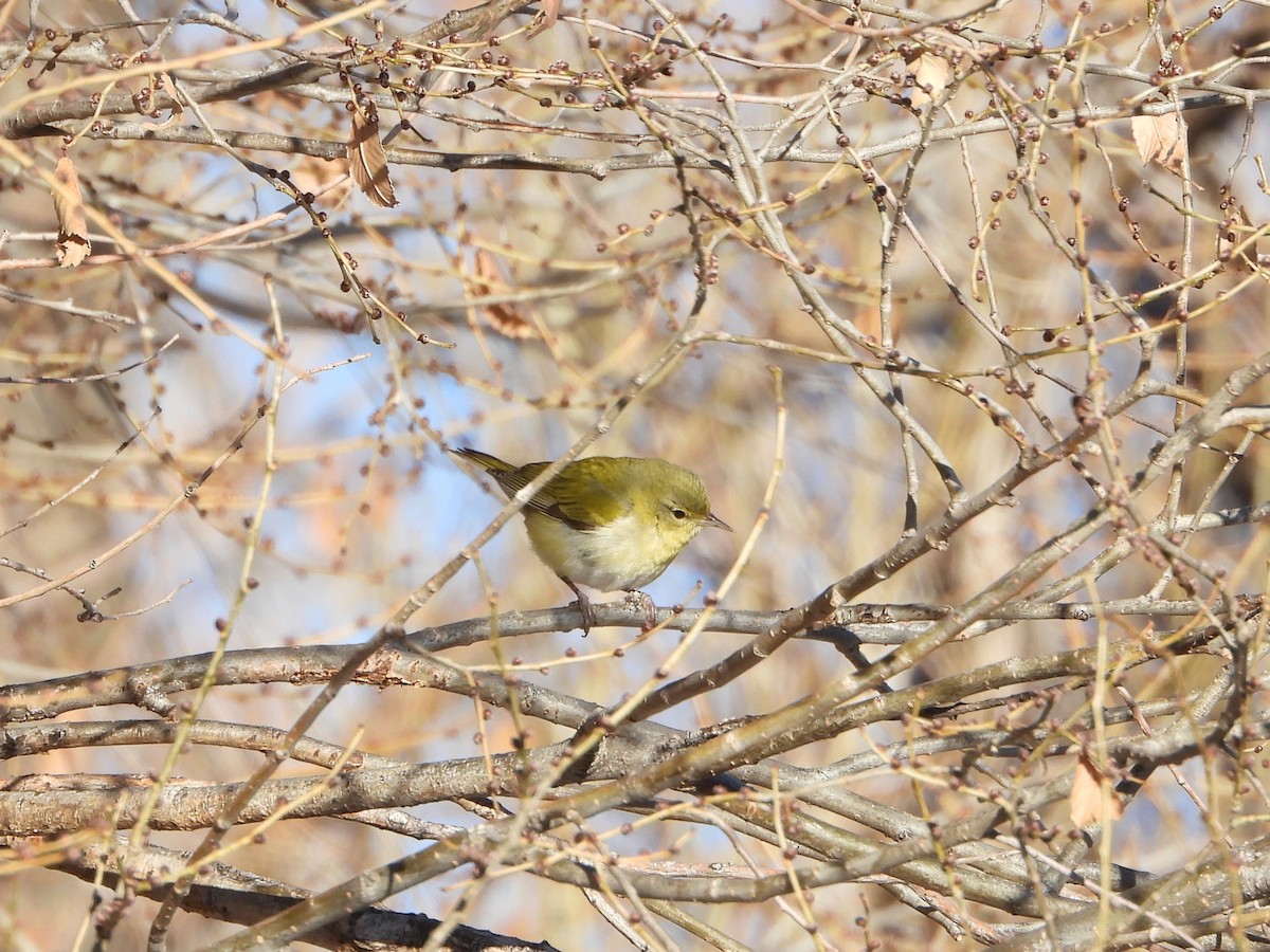 Tennessee Warbler - ML612672195