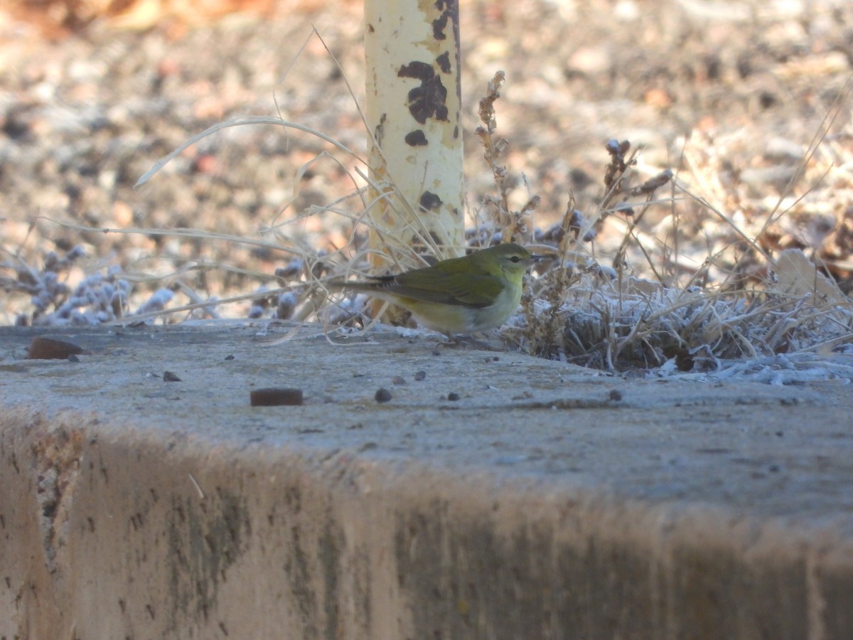 Tennessee Warbler - ML612672208