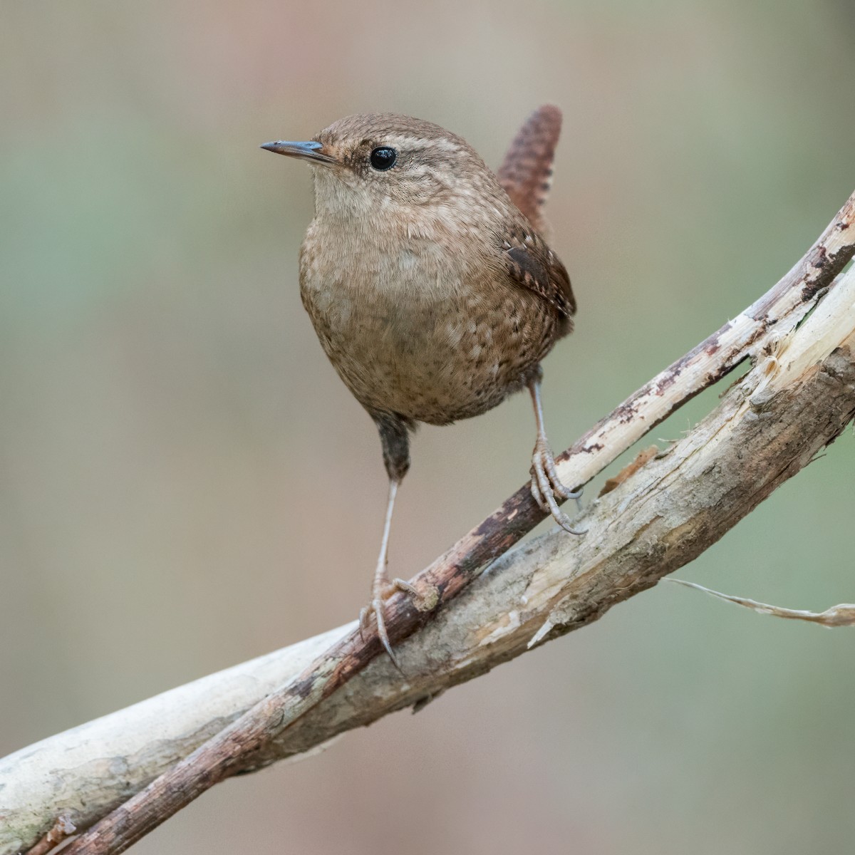 Winter Wren - ML612672285