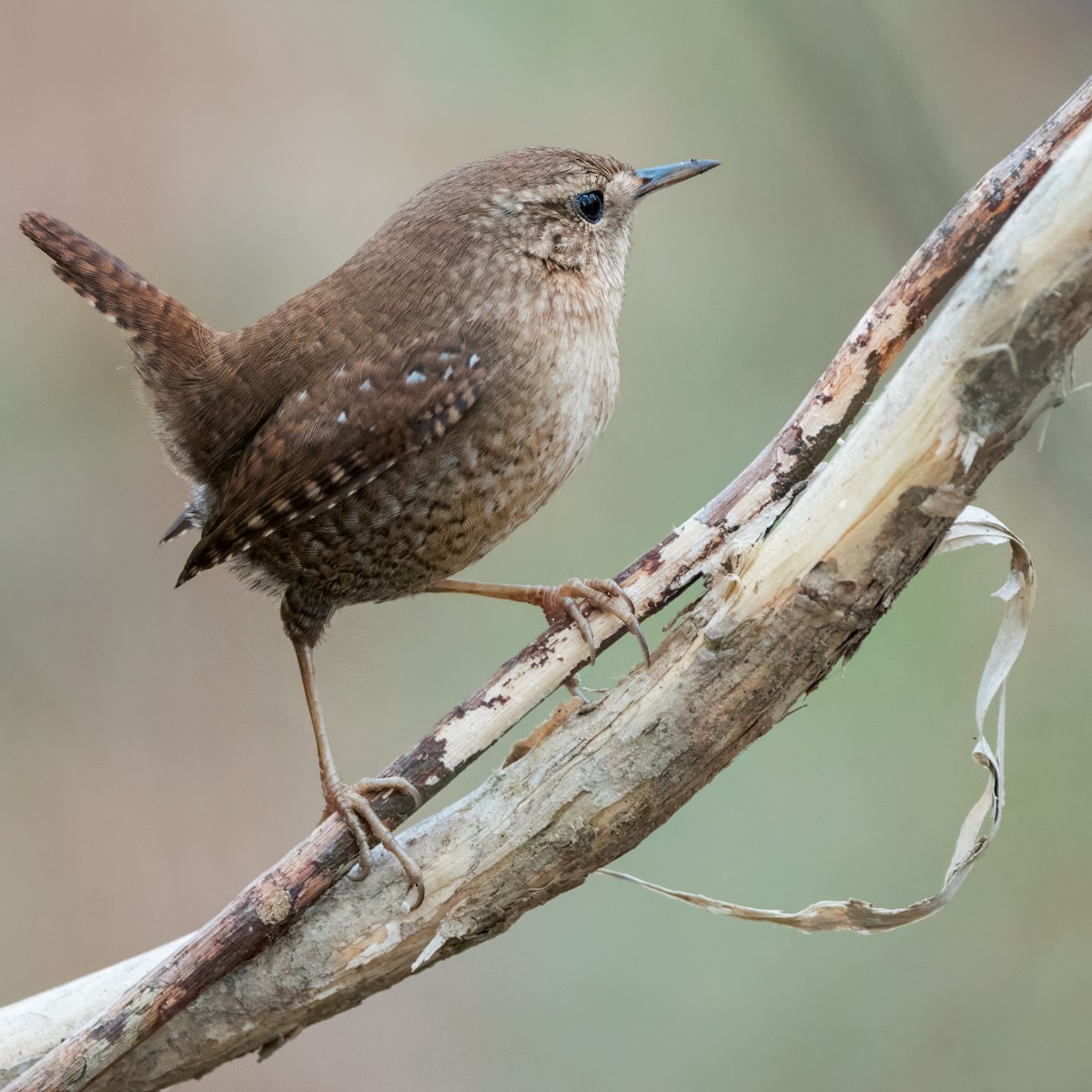 Winter Wren - ML612672292