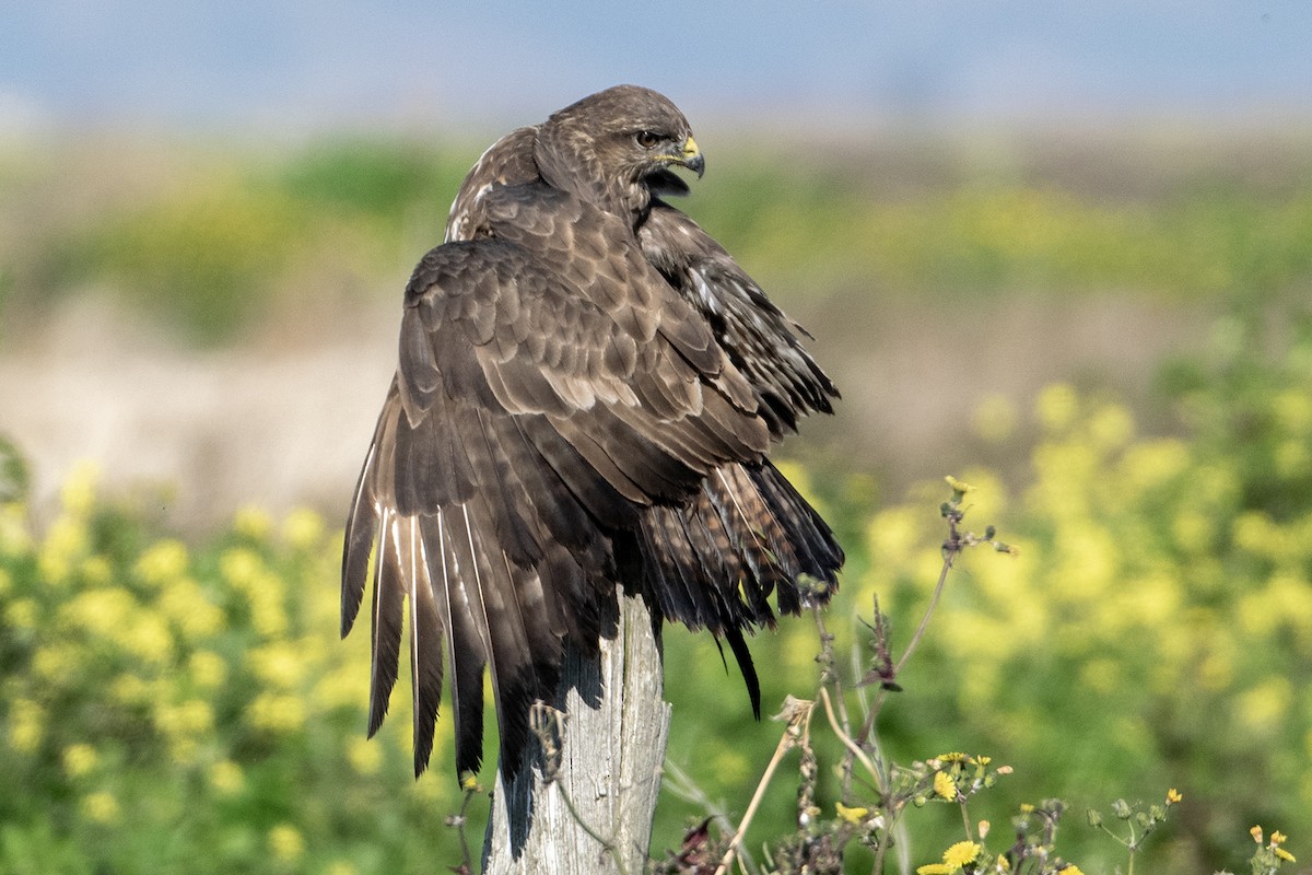 Common Buzzard - Bruno Santos