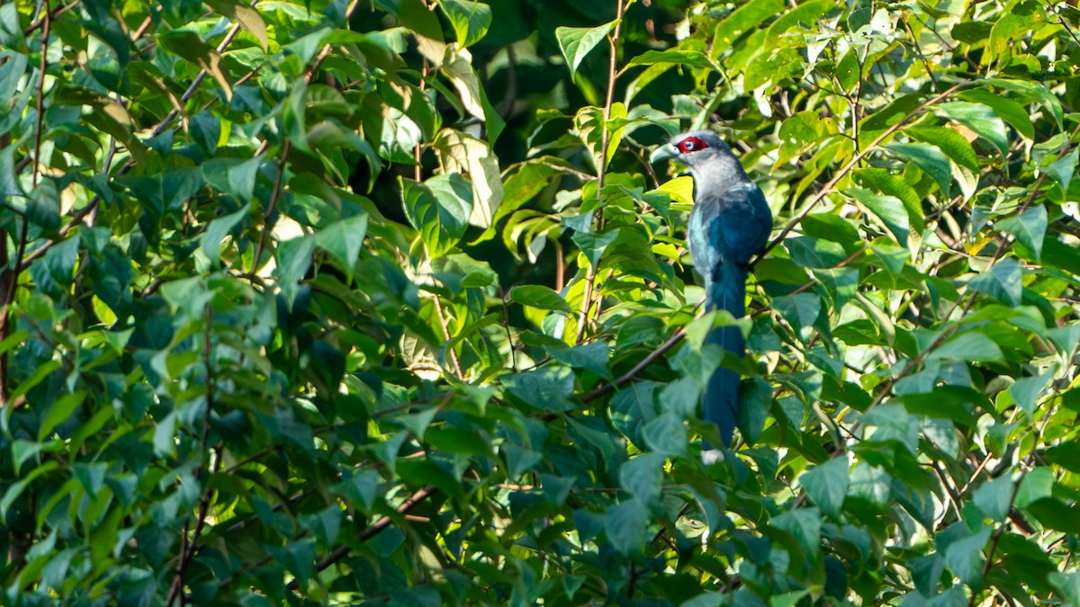 Black-bellied Malkoha - ML612672367