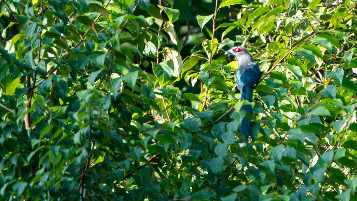 Black-bellied Malkoha - ML612672368