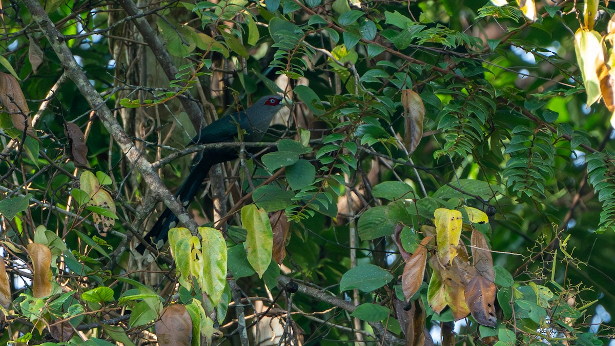 Black-bellied Malkoha - ML612672369