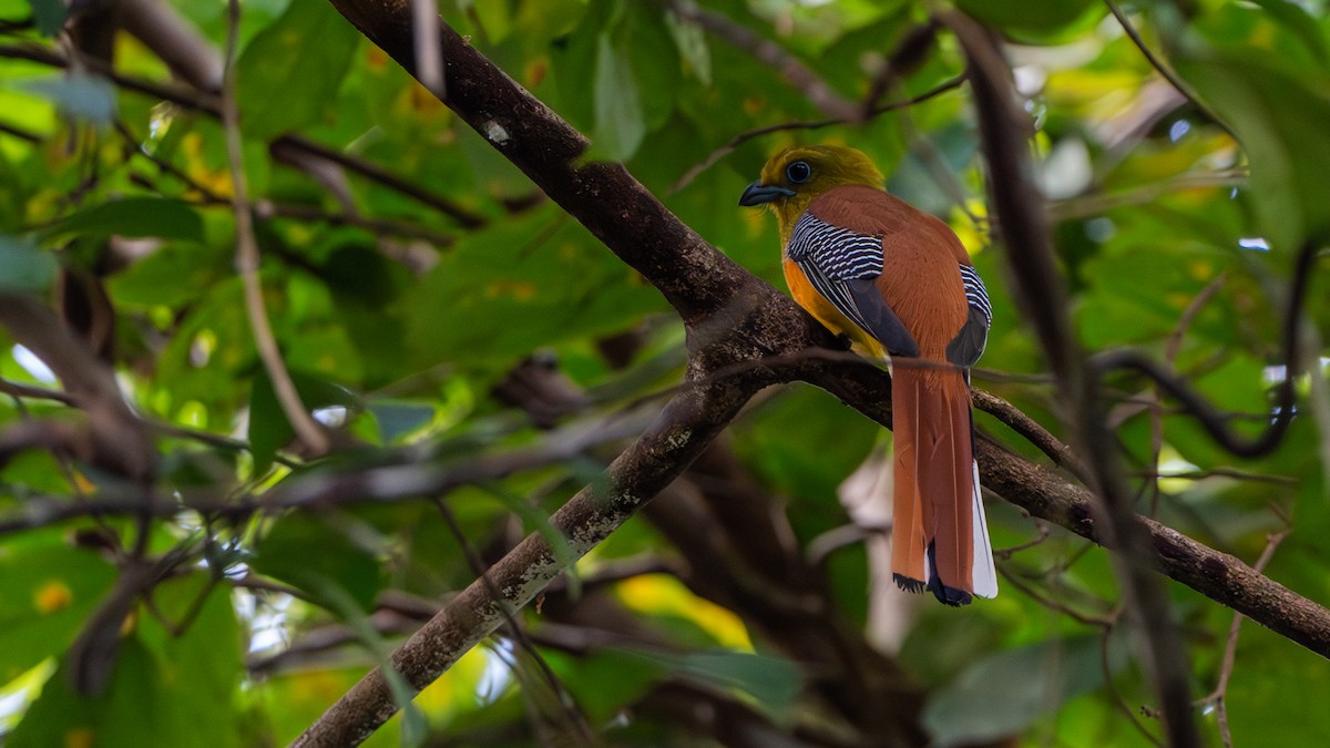 Orange-breasted Trogon - ML612672376