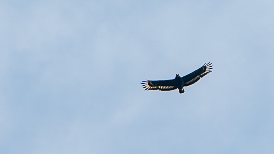 Crested Serpent-Eagle - ML612672390