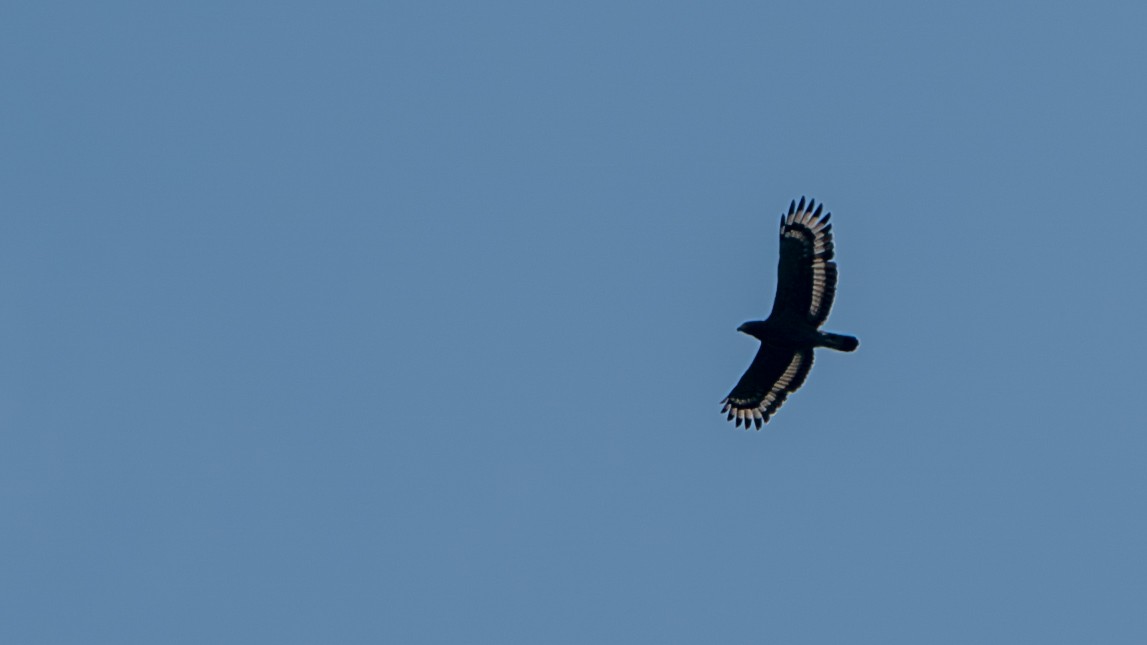 Crested Serpent-Eagle - ML612672391