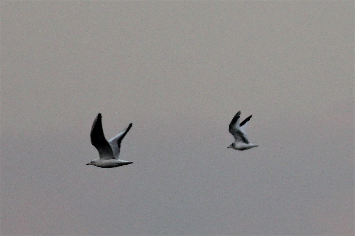 Sabine's Gull - ML61267241