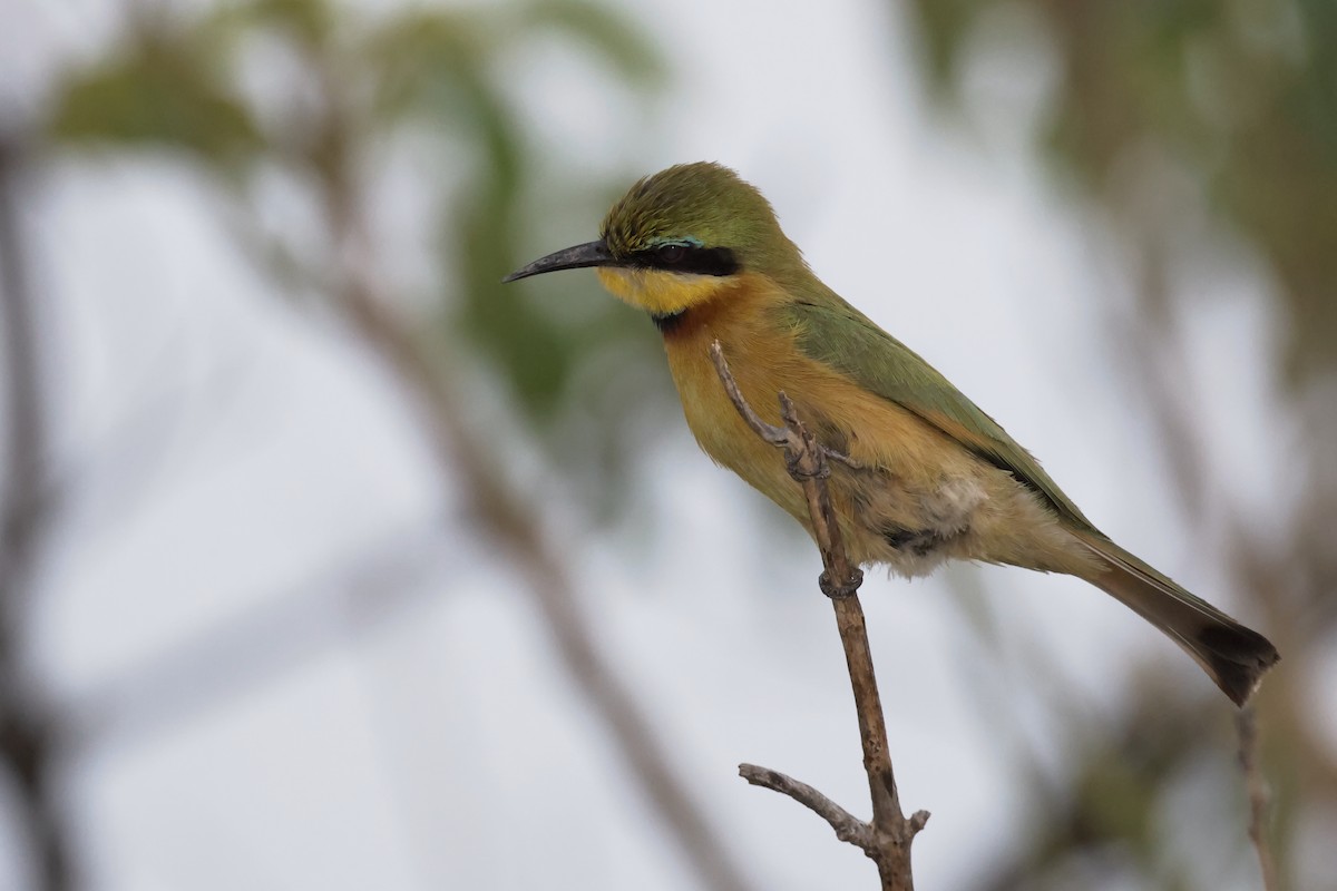 Little Bee-eater - Miquel Àngel Garcia Reàdigos