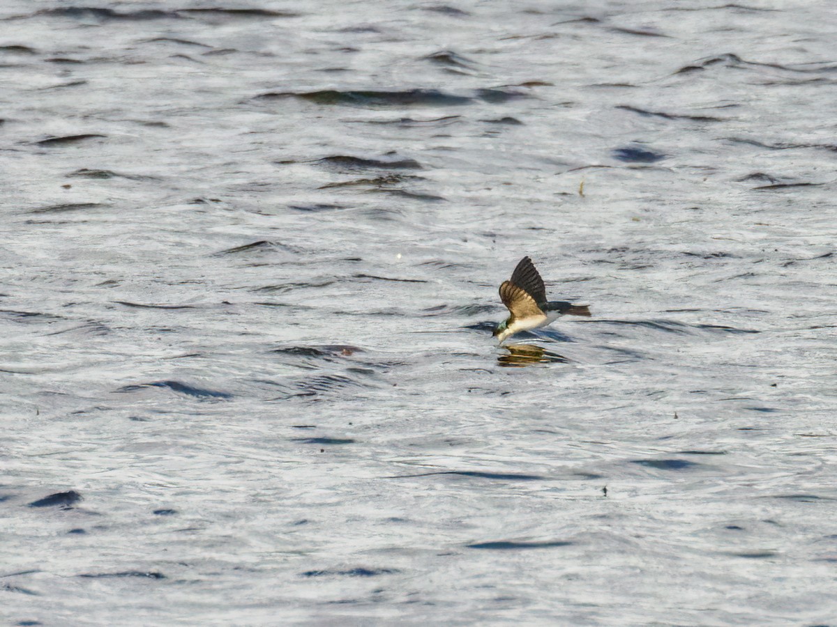 Tree Swallow - ML612672428