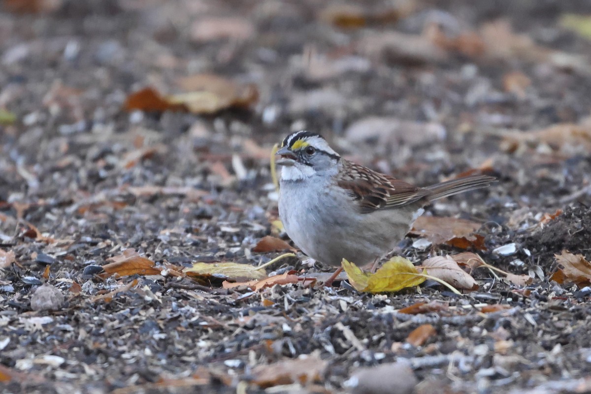 White-throated Sparrow - ML612672450