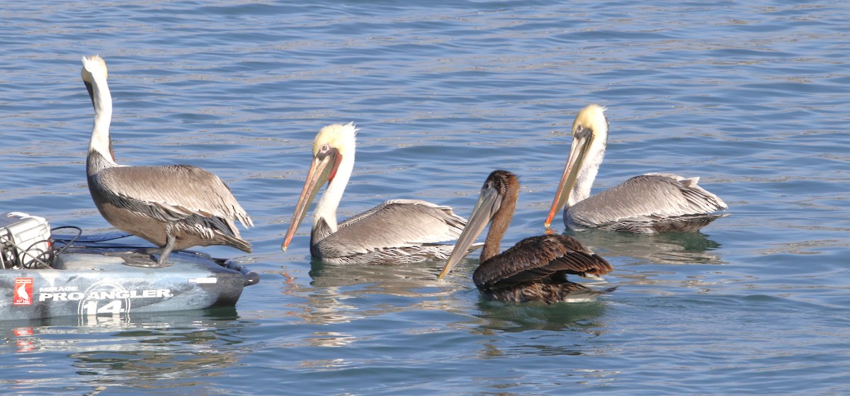 Brown Pelican - ML612672467