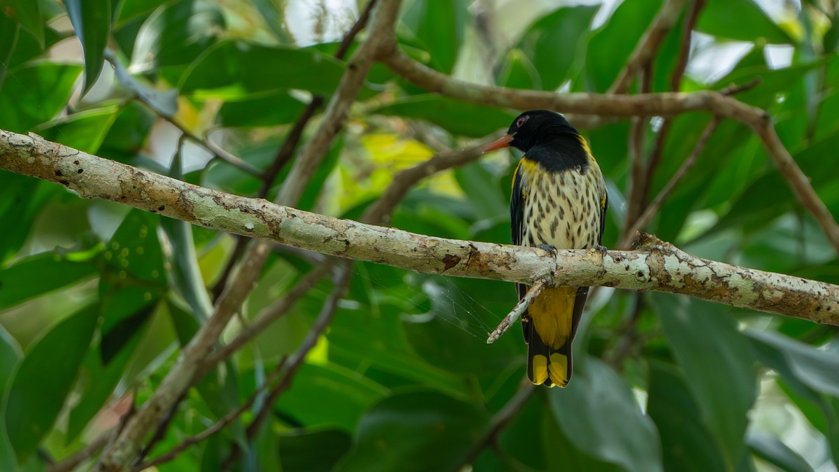 Dark-throated Oriole - Javier Cotin