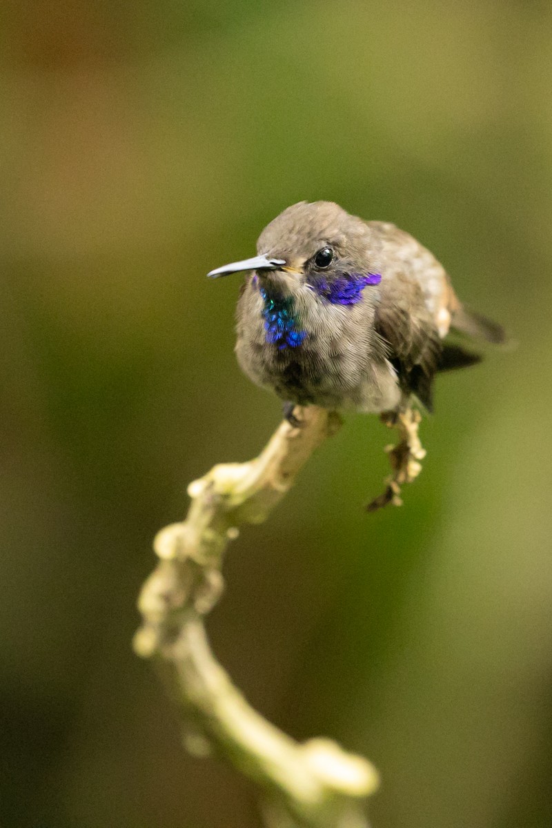 Brown Violetear - Danny Jacobs