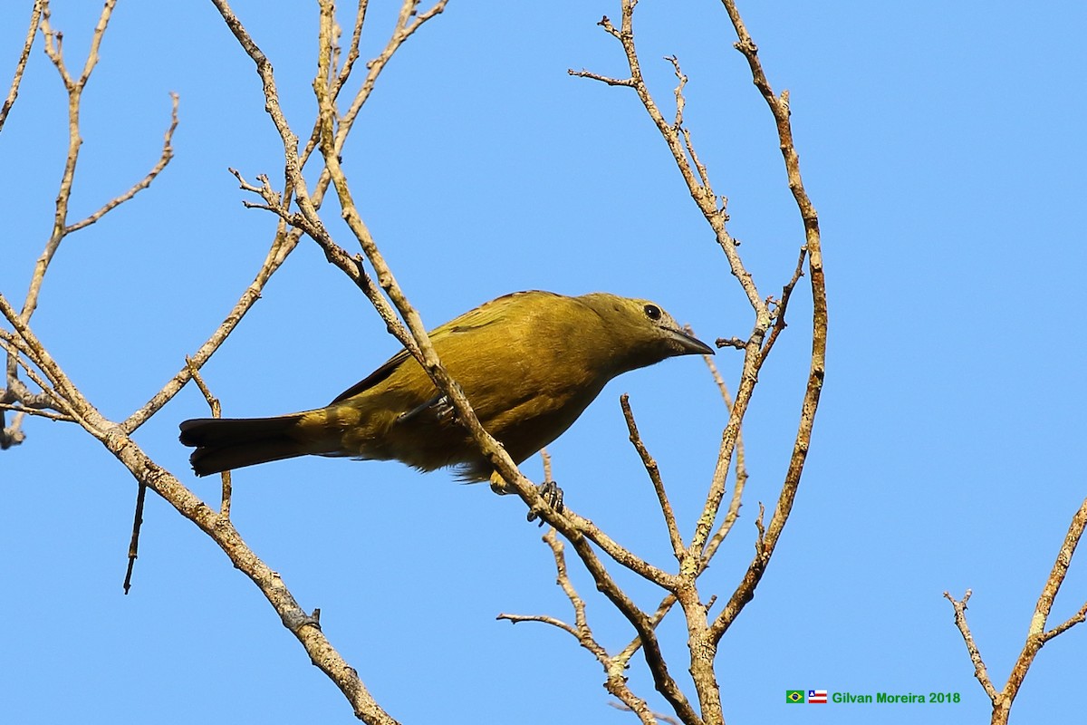 Palm Tanager - Gilvan Moreira