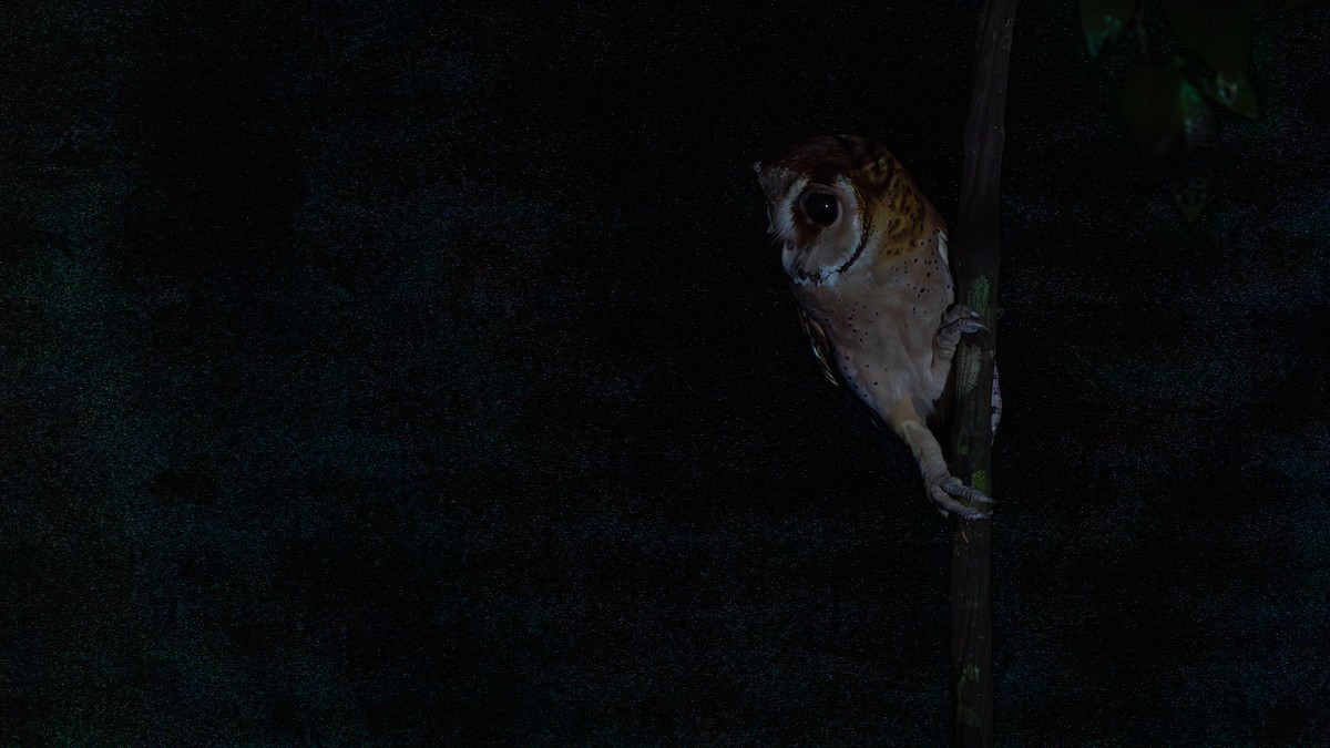 Oriental Bay-Owl - Javier Cotin