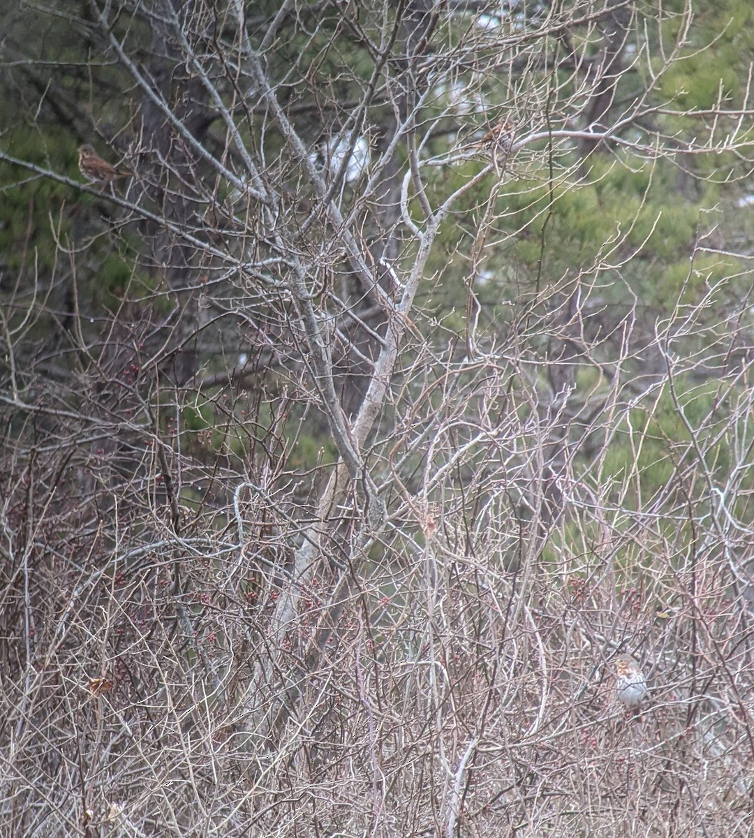 Fox Sparrow (Red) - ML612672748