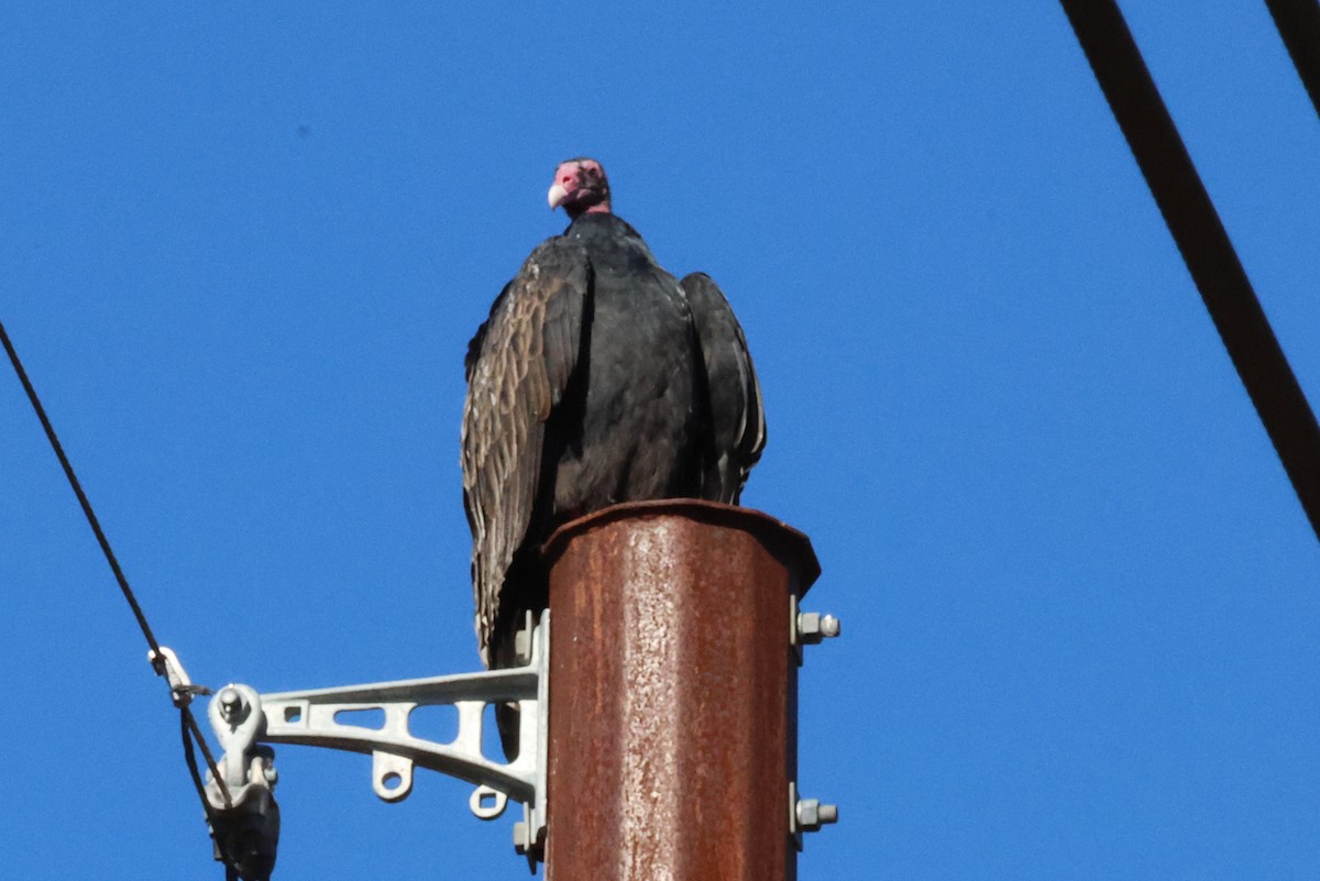 Turkey Vulture - ML612672798
