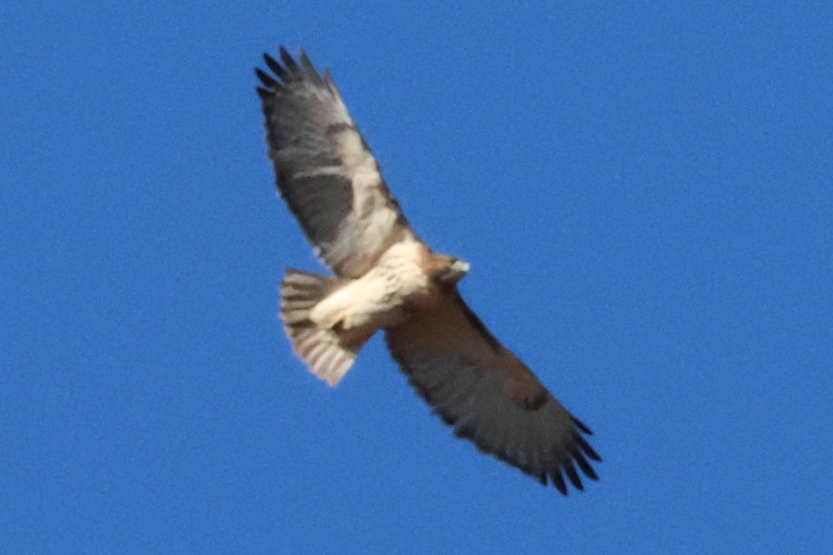 Red-tailed Hawk - ML612672810