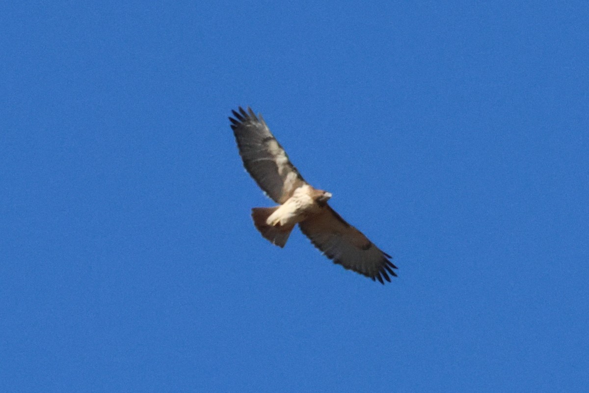 Red-tailed Hawk - ML612672811