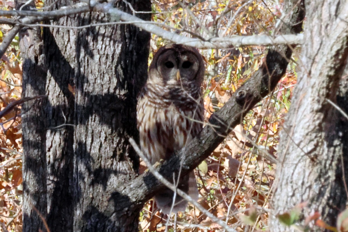 Barred Owl - ML612672812