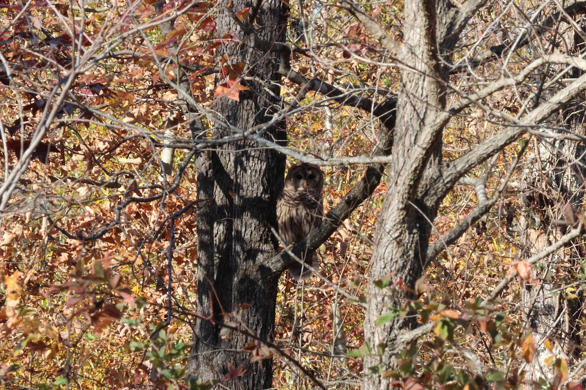 Barred Owl - ML612672814