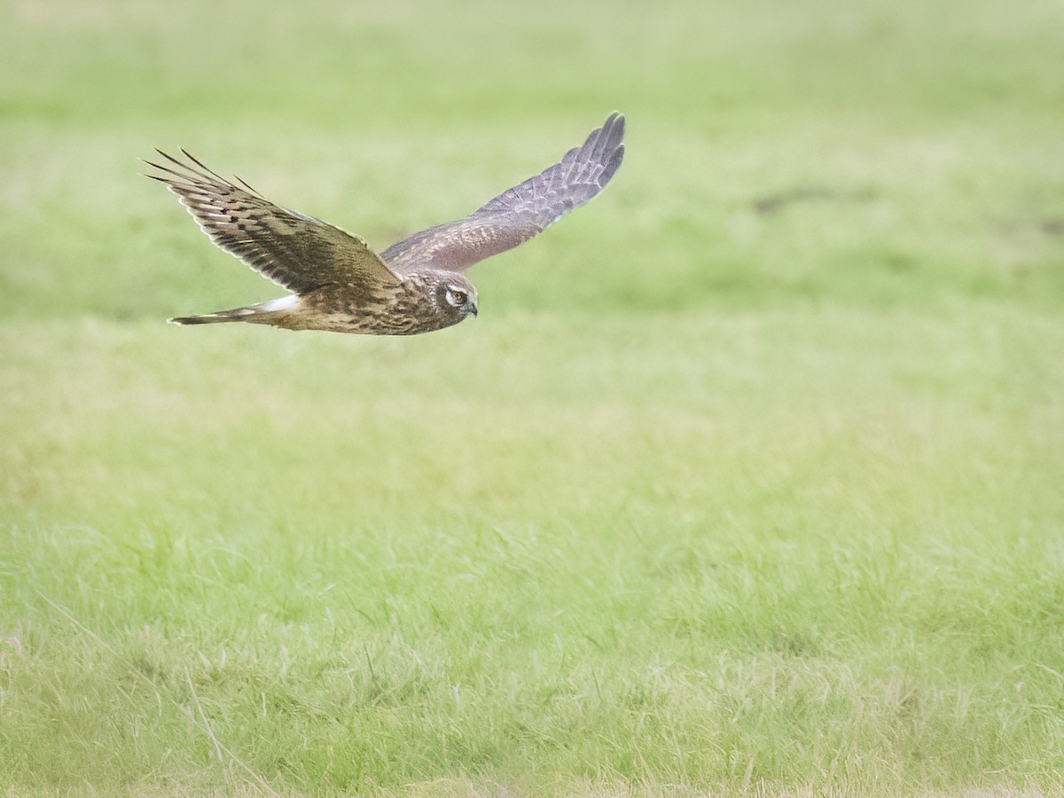 Hen Harrier - Peter Wittemann