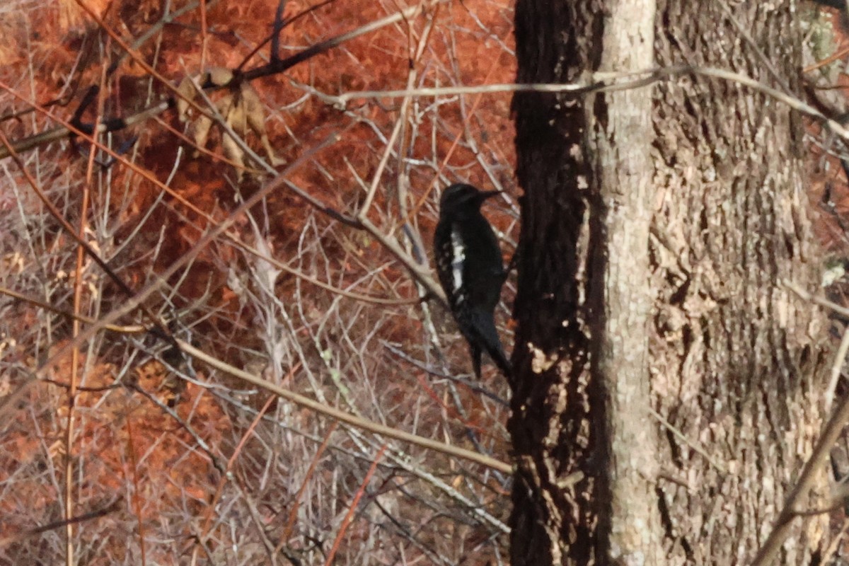 Yellow-bellied Sapsucker - ML612672826