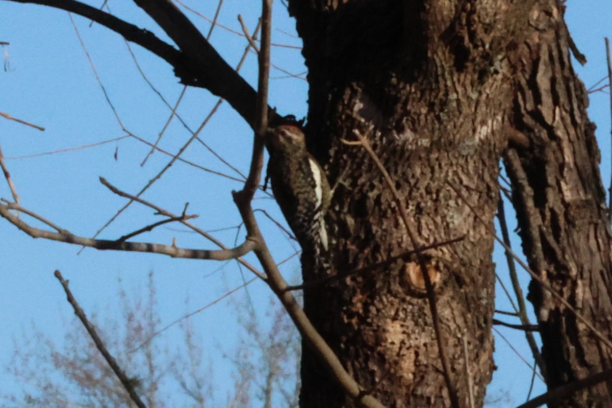 Yellow-bellied Sapsucker - ML612672827