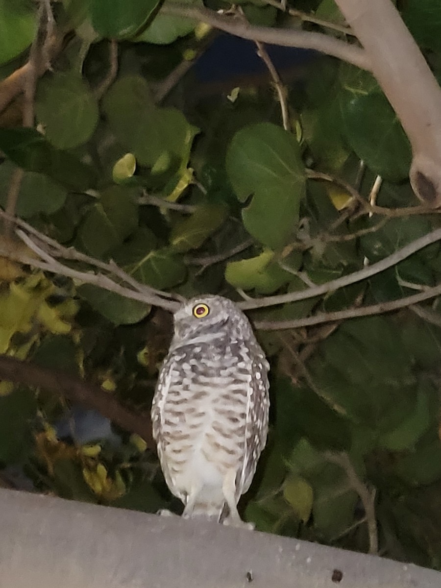 Burrowing Owl - ML612672837