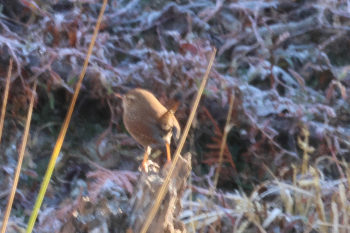 Winter Wren - ML612672841