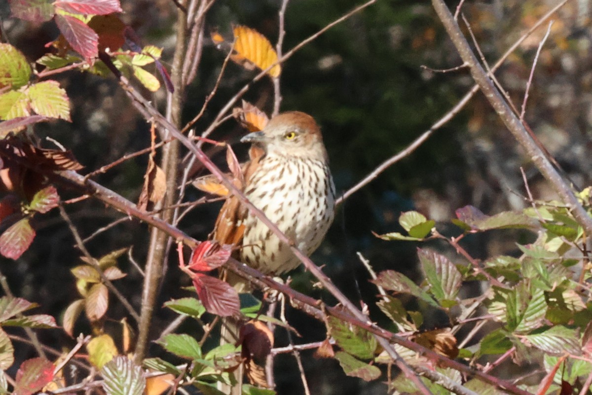 Brown Thrasher - ML612672845