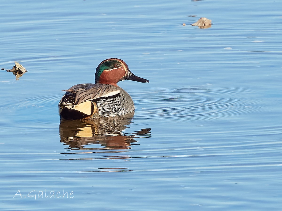 Green-winged Teal - ML612672857