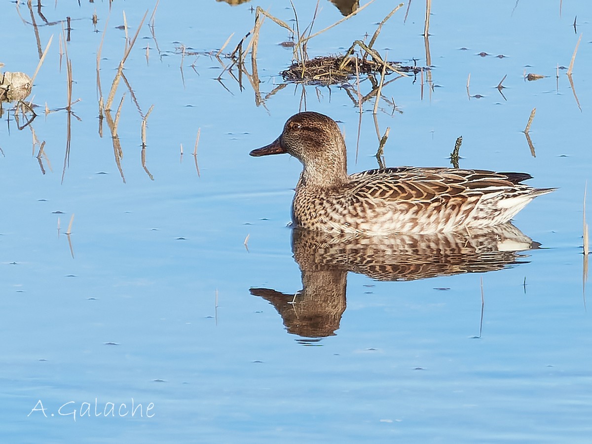 Green-winged Teal - ML612672858