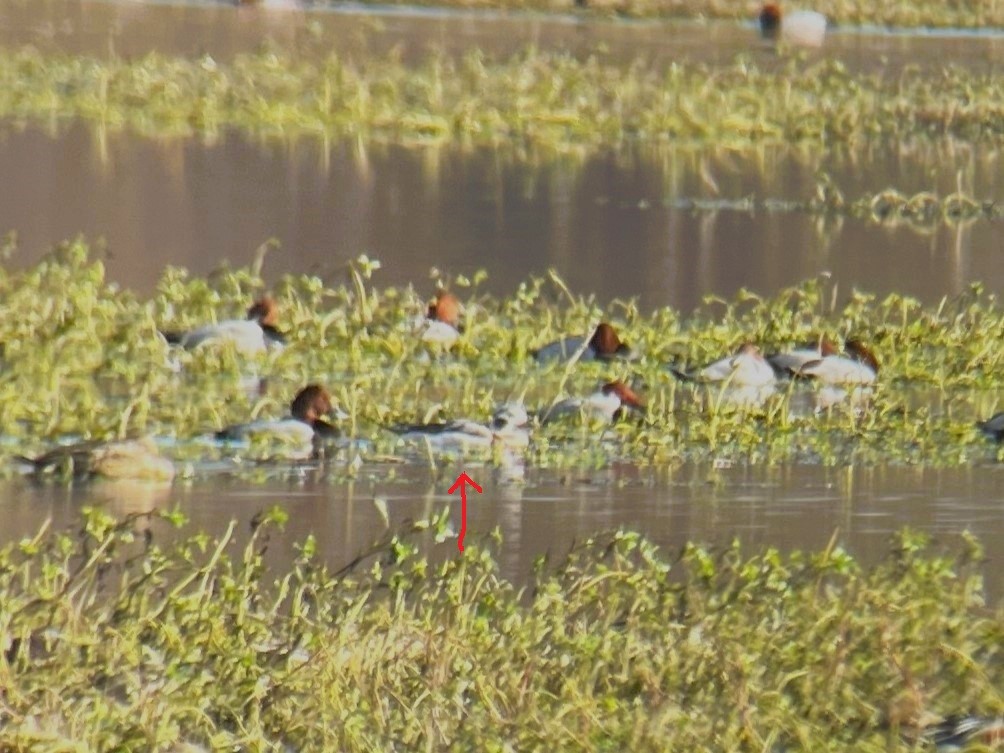 Long-tailed Duck - ML612672859