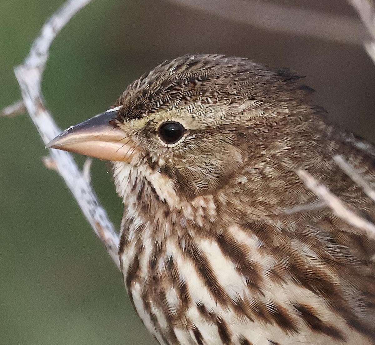 Savannah Sparrow (Large-billed) - Alan Schmierer