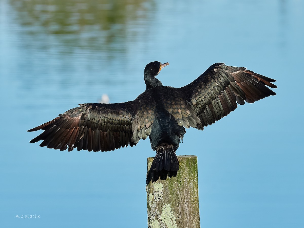 Great Cormorant - ML612672983