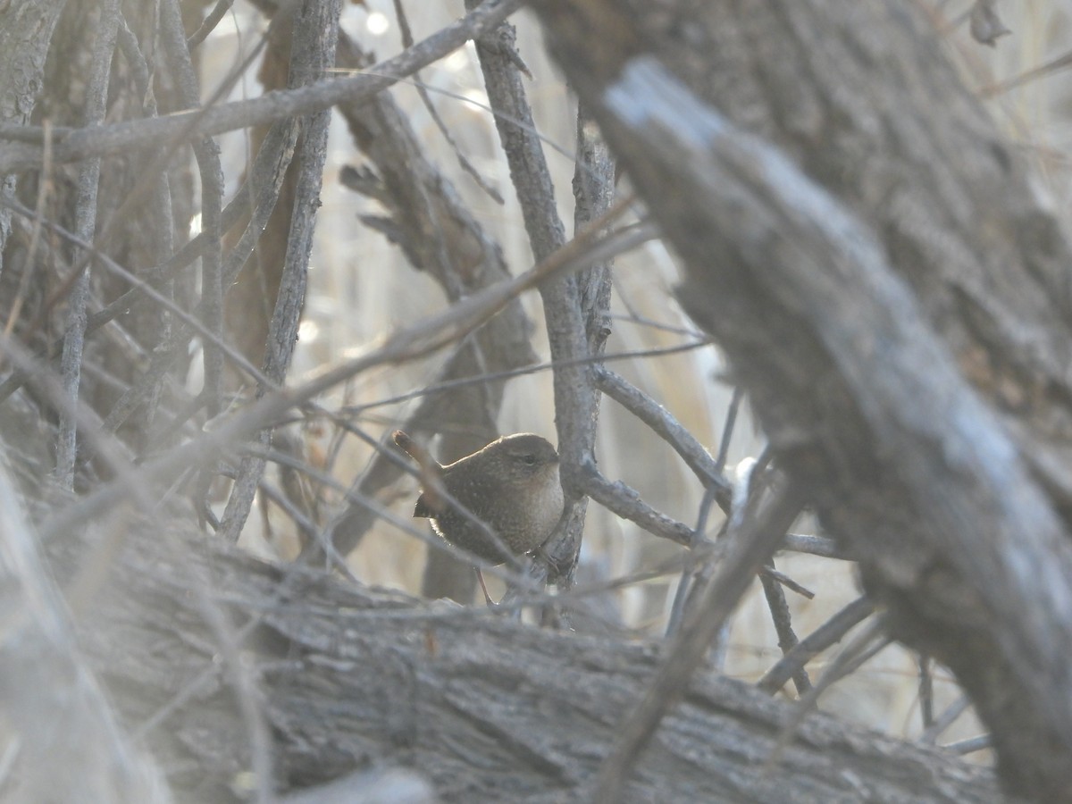 Winter Wren - ML612673167