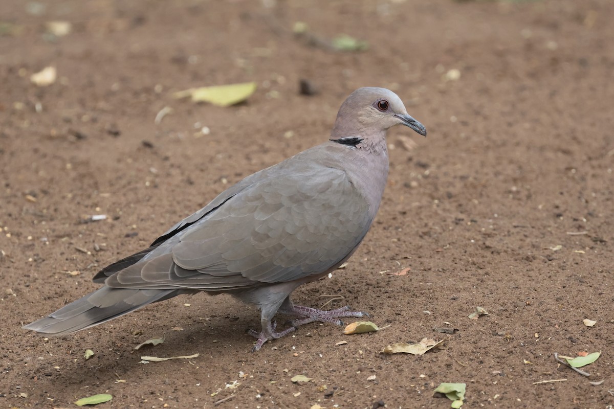 Red-eyed Dove - ML612673191