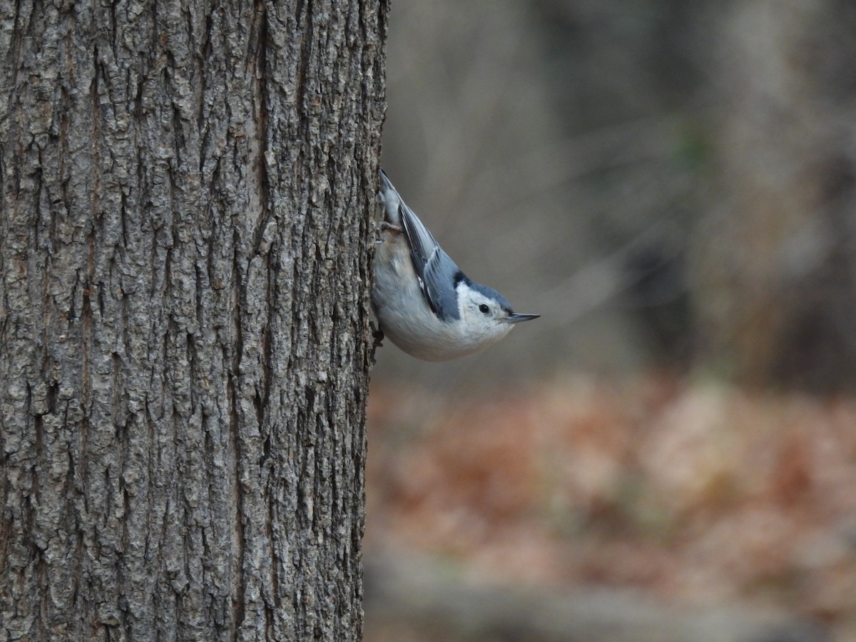 White-breasted Nuthatch - ML612673250