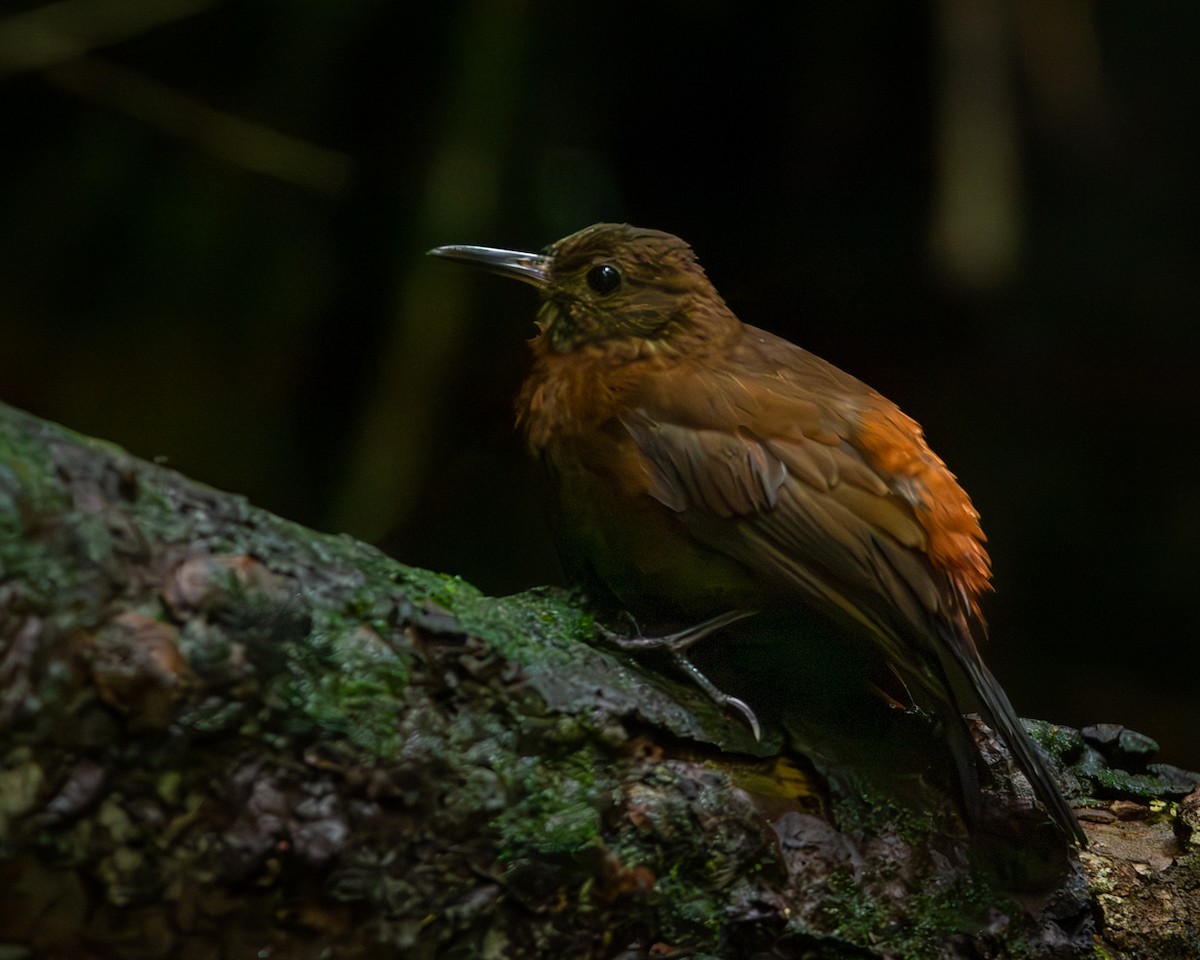 Rufous-breasted Leaftosser - ML612673266