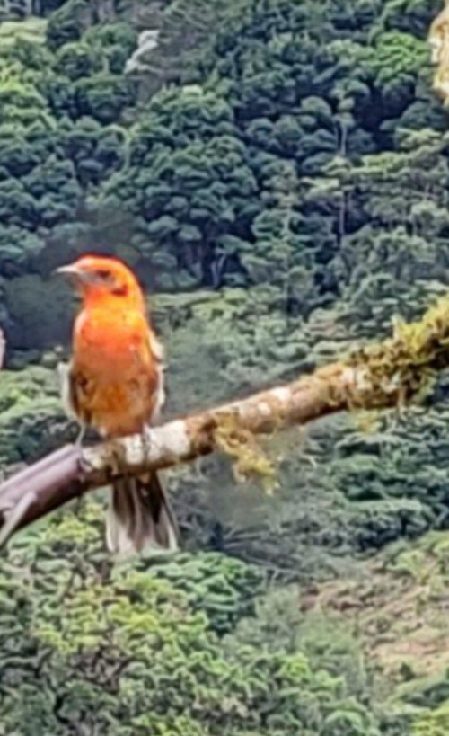 Flame-colored Tanager - ML612673298
