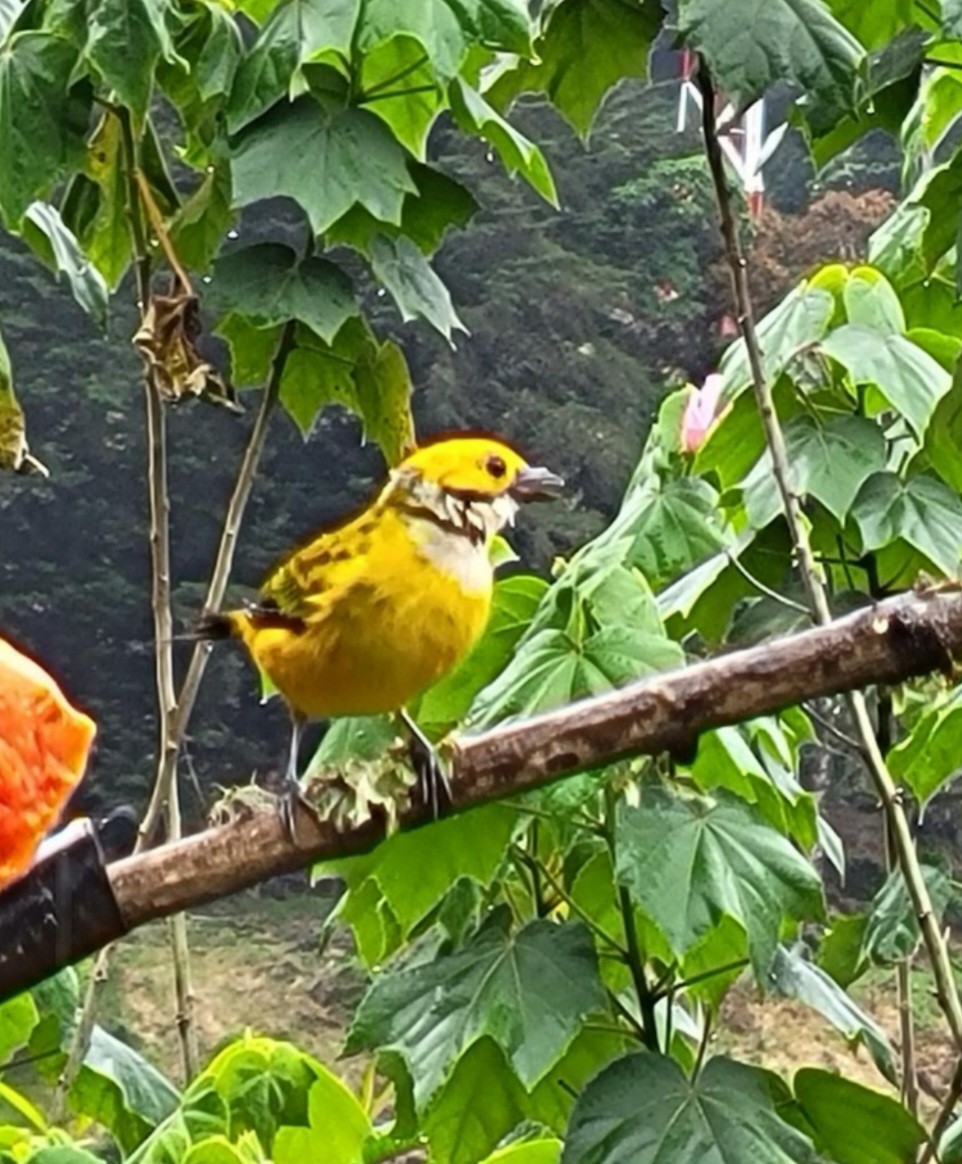 Silver-throated Tanager - ML612673353