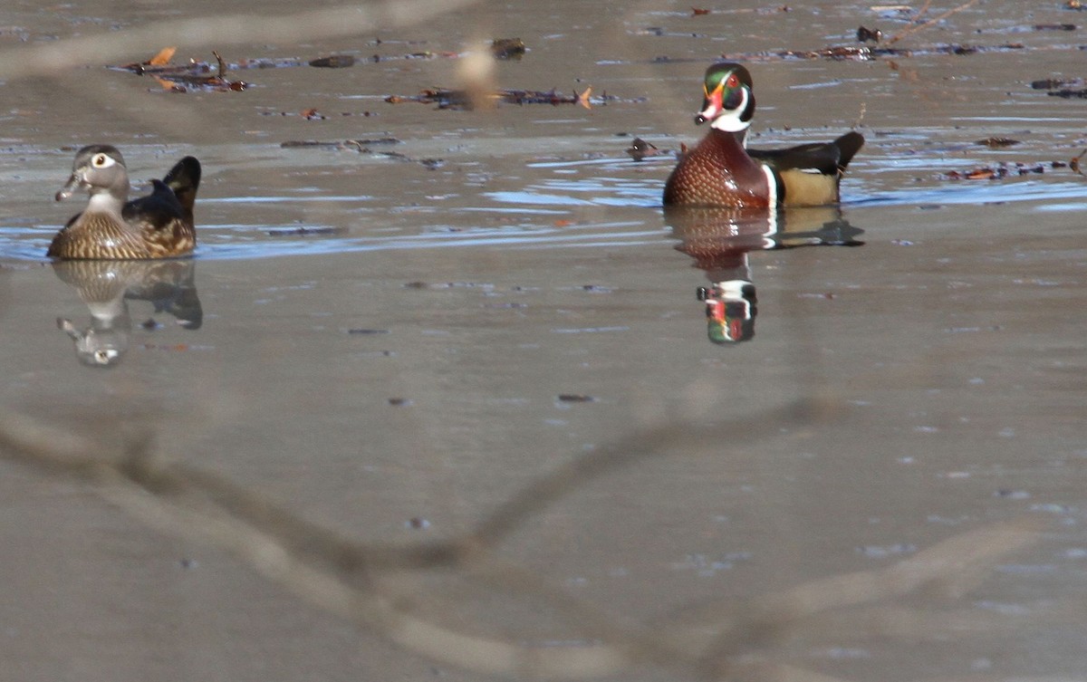 Wood Duck - ML612673376