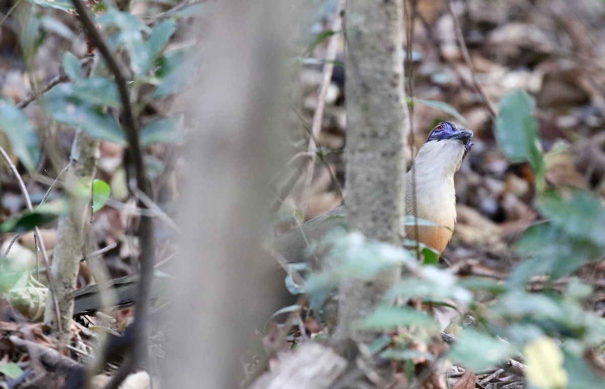 Coquerel's Coua - Sandy Vorpahl