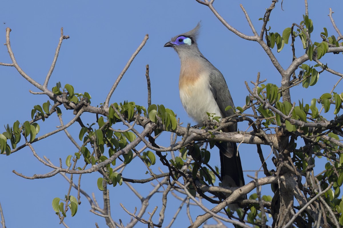 Crested Coua (Chestnut-vented) - ML612673427