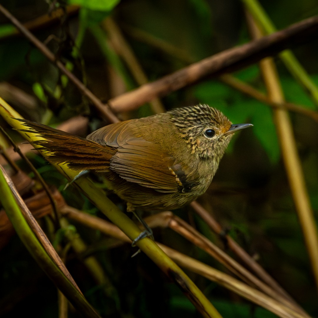 Dusky-tailed Antbird - Caio Osoegawa