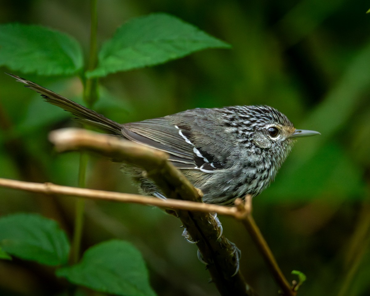 Dusky-tailed Antbird - Caio Osoegawa