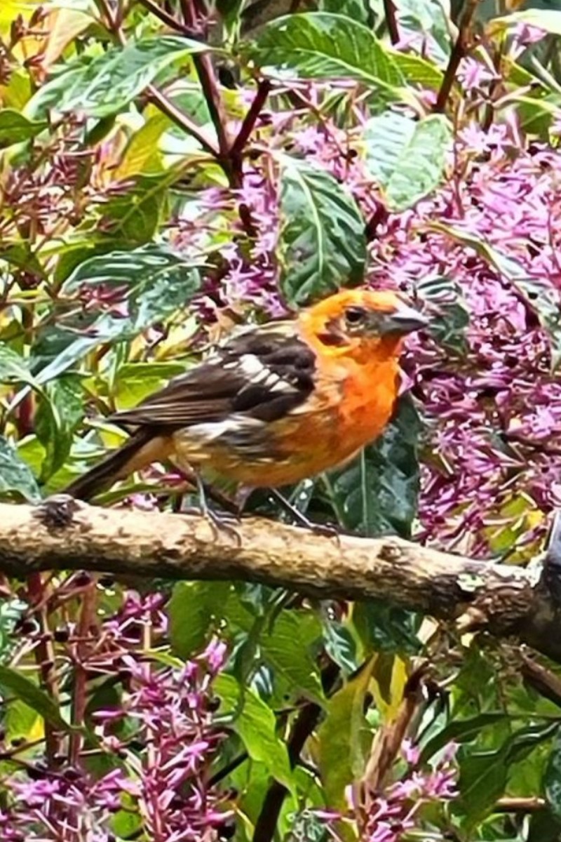 Flame-colored Tanager - ML612673478