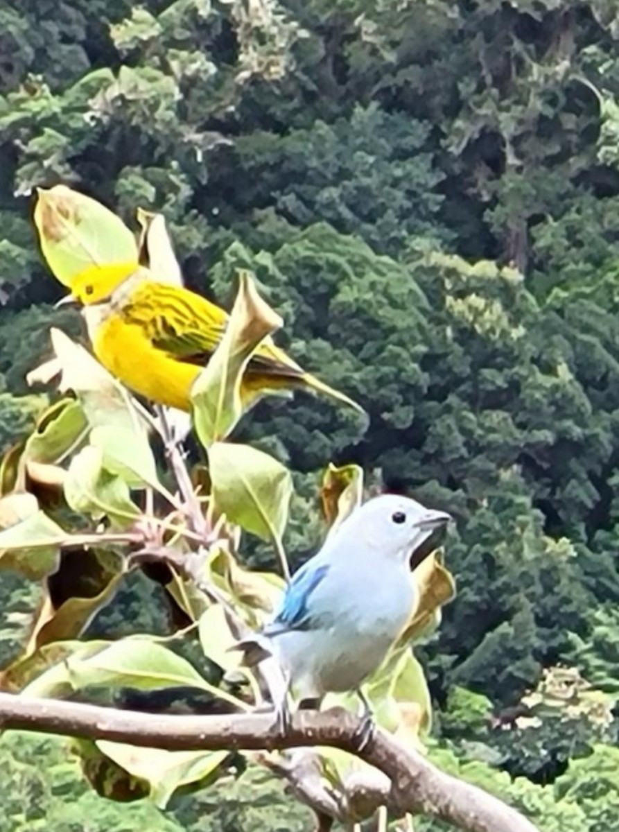 Silver-throated Tanager - ML612673502